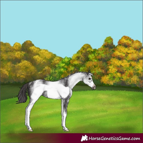 Horse Color:White Spotted Smoky Black Frame Appaloosa