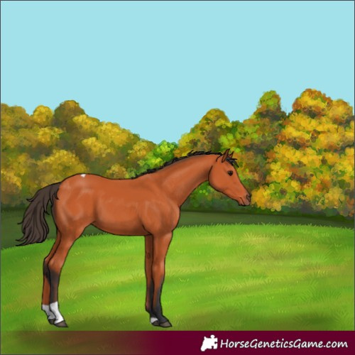 Horse Color:Bay Tobiano