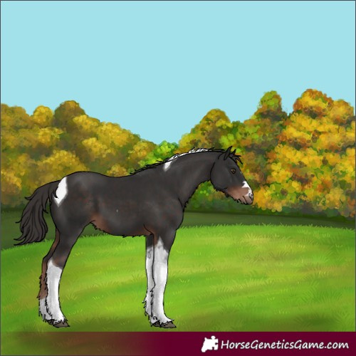 Horse Color:Liver Chestnut Tobiano
