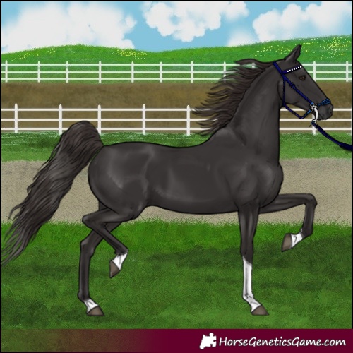Horse Color:Liver Chestnut Tobiano 