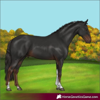 Horse Color:Liver Chestnut Tobiano 