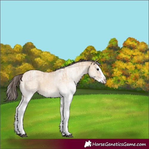 Horse Color:White Spotted Bay Dun Splash and White Spotted Amber Champagne Dun Splash