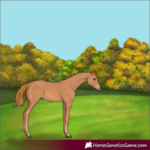 Horse Color:Chestnut 