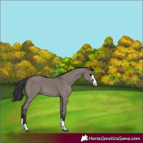 Horse Color:Grullo 