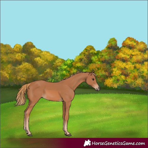 Horse Color:Chestnut 
