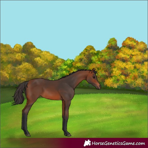 Horse Color:Bay 