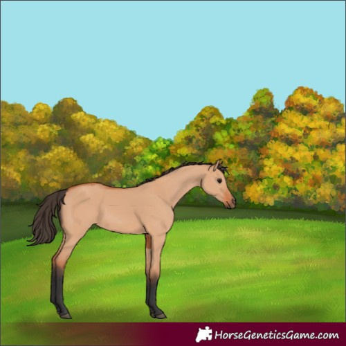 Horse Color:Bay Dun 