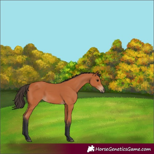 Horse Color:Bay 