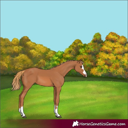 Horse Color:Chestnut 