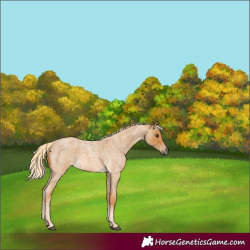 Horse Color:Palomino Roan