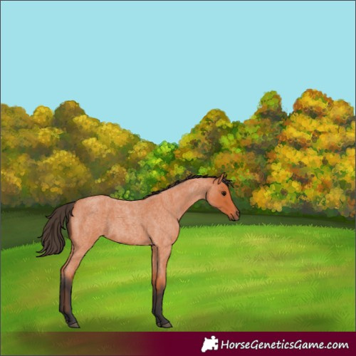 Horse Color:Bay Roan