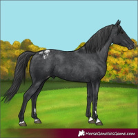 Horse Color:Black Varnish Rabicano 