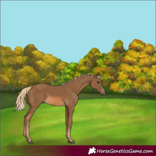 Horse Color:Chocolate Palomino Appaloosa