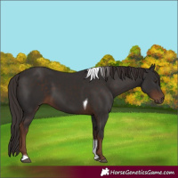 Horse Color:Liver Chestnut Tobiano 