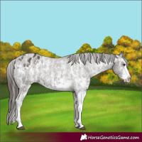 Horse Color:Liver Chestnut Sabino Splash Appaloosa  and Liver Chestnut Sabino Splash Appaloosa 