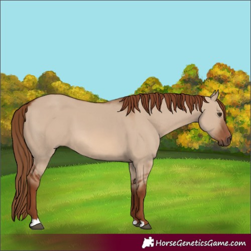 Horse Color:Red Dun 
