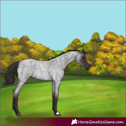 Horse Color:Smoky Blue Roan 