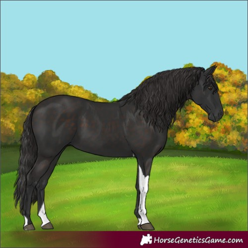 Horse Color:Unknown 