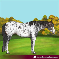Horse Color:Brown Sabino Splash Appaloosa  and Brown Sabino Splash Appaloosa 