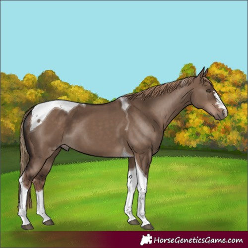 Horse Color:Liver Red Dun Tobiano 