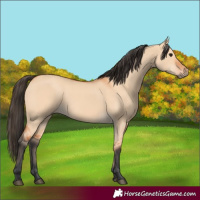 Horse Color:Bay Dun