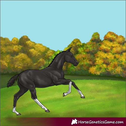 Horse Color:Liver Chestnut Tobiano