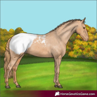 Horse Color:Chestnut Snowcap 