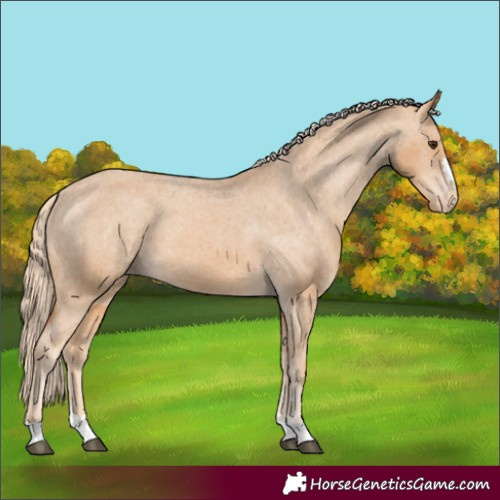 Horse Color:Chestnut Appaloosa 