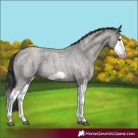 Horse Color:Grullo Roan Splash Frame Rabicano