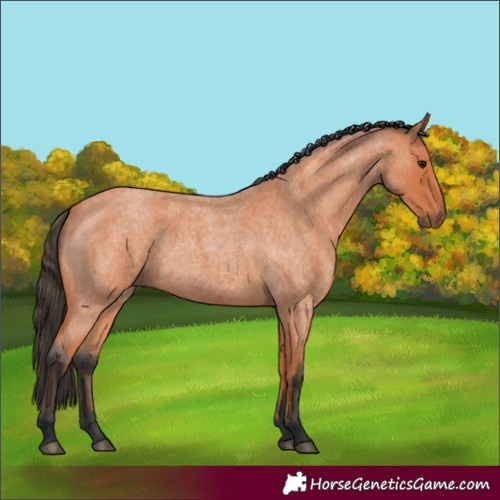 Horse Color:Bay Roan 
