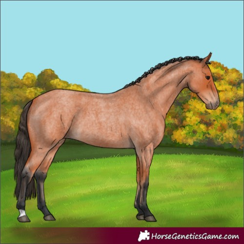 Horse Color:Bay Roan 