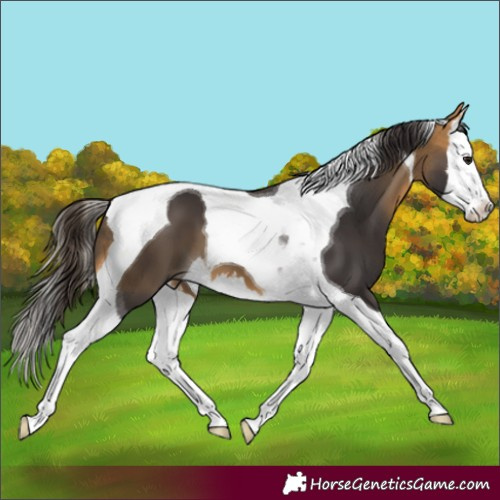 Horse Color:Buckskin Splash Tobiano