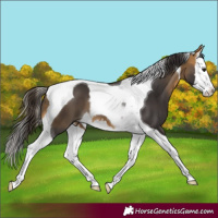 Horse Color:Buckskin Splash Tobiano