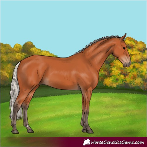 Horse Color:Silver Bay 