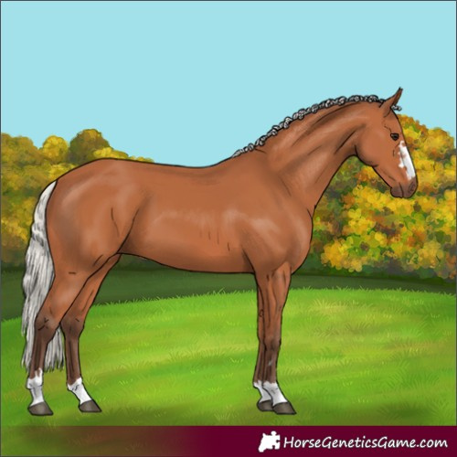 Horse Color:Silver Bay 