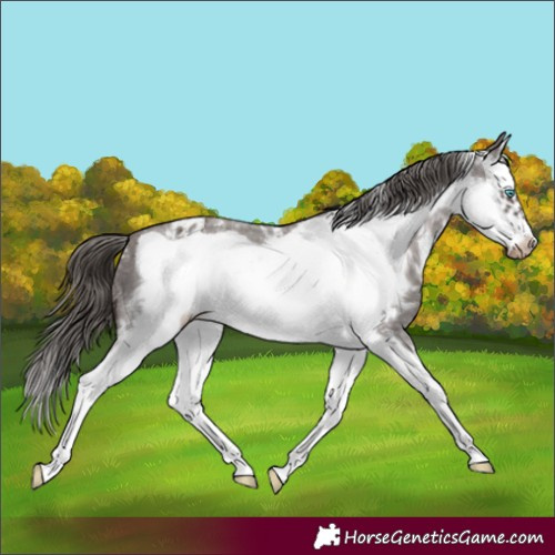 Horse Color:Liver Chestnut Sabino Splash Frame Appaloosa