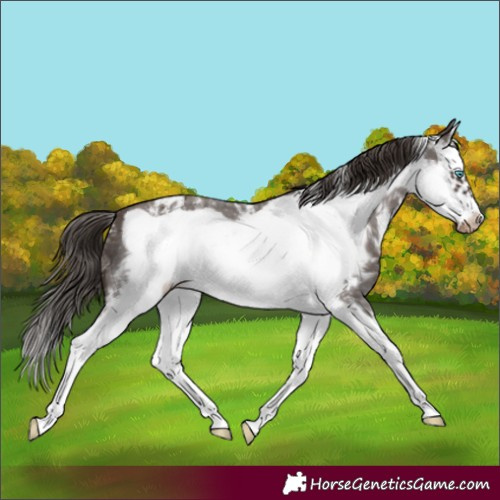 Horse Color:Liver Chestnut Sabino Splash Frame Appaloosa 