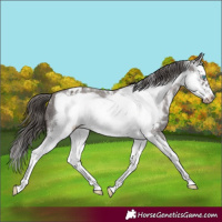 Horse Color:Liver Chestnut Sabino Splash Frame Appaloosa 