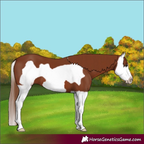 Horse Color:Chestnut Splash Frame 