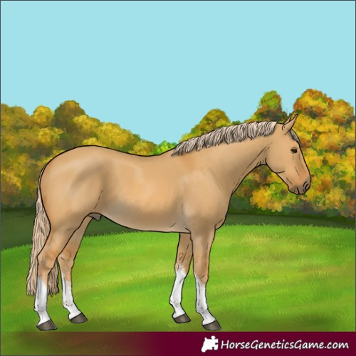 Horse Color:Unknown 