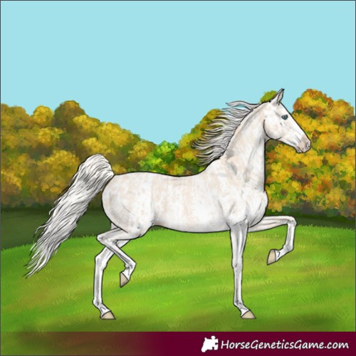 Horse Color:Cremello Sabino  and Cremello Sabino Splash 