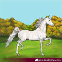 Horse Color:Cremello Sabino  and Cremello Sabino Splash 