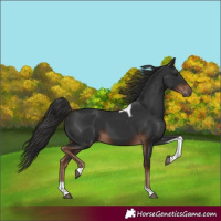 Horse Color:Liver Chestnut Tobiano