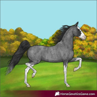 Horse Color:Blue Roan Splash