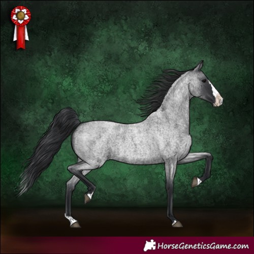 Horse Color:Blue Roan Splash
