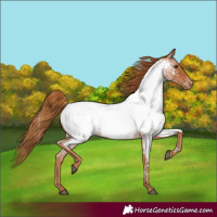 Horse Color:Red Roan Appaloosa