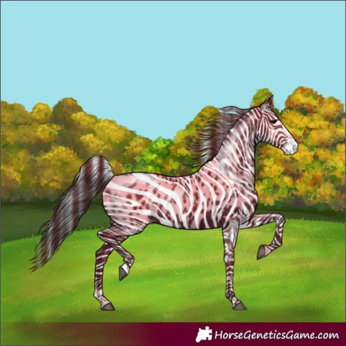 Horse Color:Black Splash Appaloosa