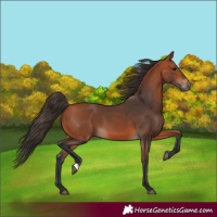 Horse Color:Bay 