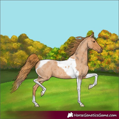 Horse Color:Red Roan Tobiano 