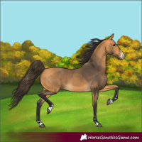 Horse Color:Buckskin 